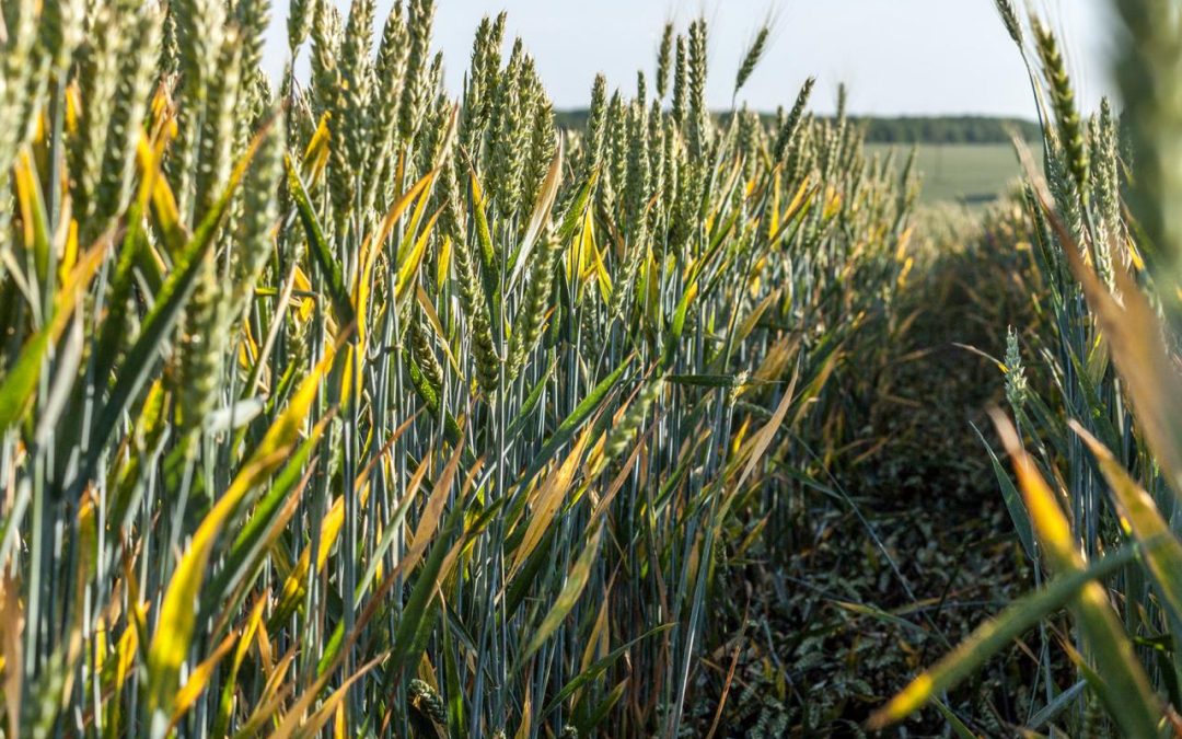 Machine learning tech that hunts for plant biomarkers awarded UKRI funding